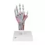 Modelo del esqueleto de la mano con ligamentos y músculos M33/1