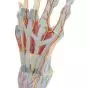 Modelo del esqueleto de la mano con ligamentos y músculos M33/1