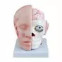 Modelo de cabeza humana con cerebro (4 partes)