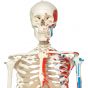 Esqueleto clásico Max con representación de músculos, en soporte colgante A11/1