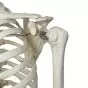 Esqueleto clásico Stan, en soporte colgante de 5 patas A10/1