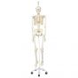 Esqueleto clásico Stan, en soporte colgante de 5 patas A10/1