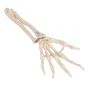 Esqueleto de la mano con partes de ulna y radio, ensartado flexiblemente, derecho 3B - A40/3R
