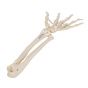 Esqueleto de la mano con partes de ulna y radio, ensartado flexiblemente, 3B - A40/3