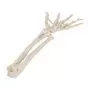 Esqueleto de la mano con partes de ulna y radio, ensartado flexiblemente, 3B - A40/3
