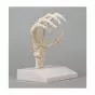 Esqueleto de la mano humana flexible Erler Zimmer