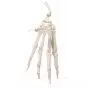 Esqueleto de mano montado sobre hilo de nylon, izquierdo A40/2L