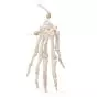 Esqueleto de mano montado sobre hilo de nylon, izquierdo A40/2L