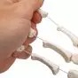 Esqueleto de mano montado sobre hilo de nylon, izquierdo A40/2L