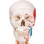 Esqueleto de lujo Sam, en soporte colgante A13/1