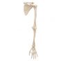 Esqueleto del brazo con escapula y clavicula, derecho A46R