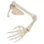 Esqueleto del brazo con escapula y clavicula 3B scientific, Izquierdo A46L