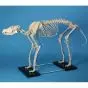 Esqueleto de un perro grande tamaño Erler Zimmer