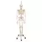 Esqueleto fisiológico, sobre soporte rotatorio 3B scientific - A15/3