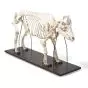 Esqueleto de cerdo (Sus scrofa) T30013 3B Scientific