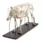 Esqueleto de cerdo (Sus scrofa) T30013 3B Scientific