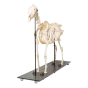 Esqueleto de caballo T30014