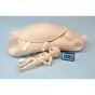 Torso Maternal y maniquí neonatal W45113 3B Scientific