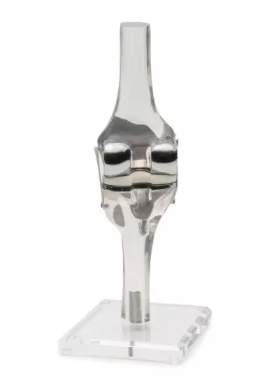 Modelo de rodilla con endoprótesis Erler Zimmer 4449