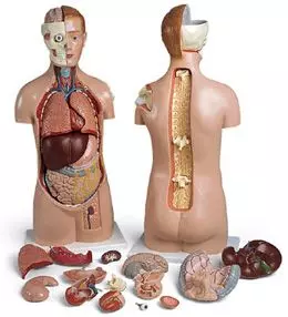 Torso asexuado, con cabeza fija, espalda y hombro abiertos, 17 partes VA30