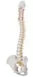 Columna vertebral flexible con soporte