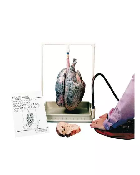 Pulmón de cerdo de demostración modelo fumador R10061 Erler Zimmer