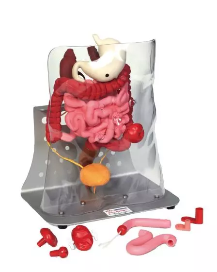 Modelo estructura interna ostomía Erler Zimmer R11009