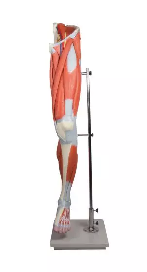 Modelo de músculos de la pierna en 13 partes