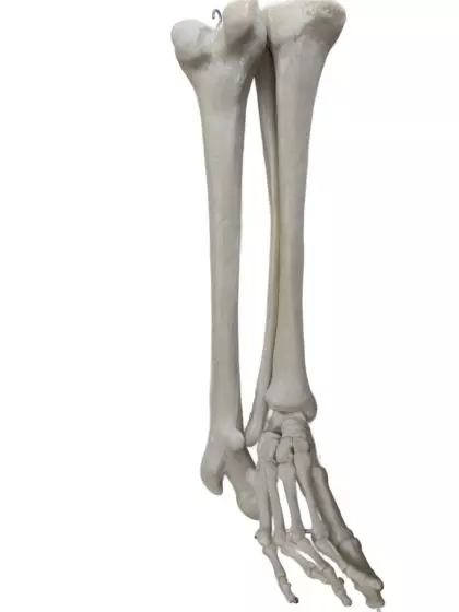 Modelo de esqueleto de pierna recta Mediprem