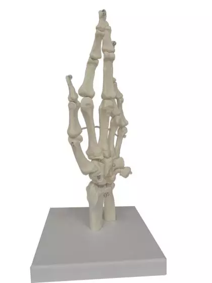 Esqueleto de mano Mediprem