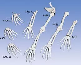 Esqueleto de la mano con denominación de los huesos en inglés, izquierdo A40/1L
