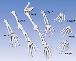 Esqueleto de la mano con denominación de los huesos en inglés, derecho A40/1R