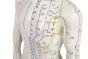 Modelo masculino de acupuntura 2046 Erler Zimmer 