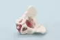 Modelo de pelvis masculina con musculatura del suelo pélvico Erler Zimmer 4070M