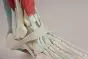 Esqueleto de pie con ligamentos Erler Zimmer 6052