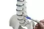 Modelo de columna vertebral con hernia discal, pelvis desmontable sin soporte 4024 Erler Zimmer