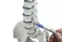 Columna vertebral con hernia discal, pelvis desmontable con soporte 4033 Erler Zimmer