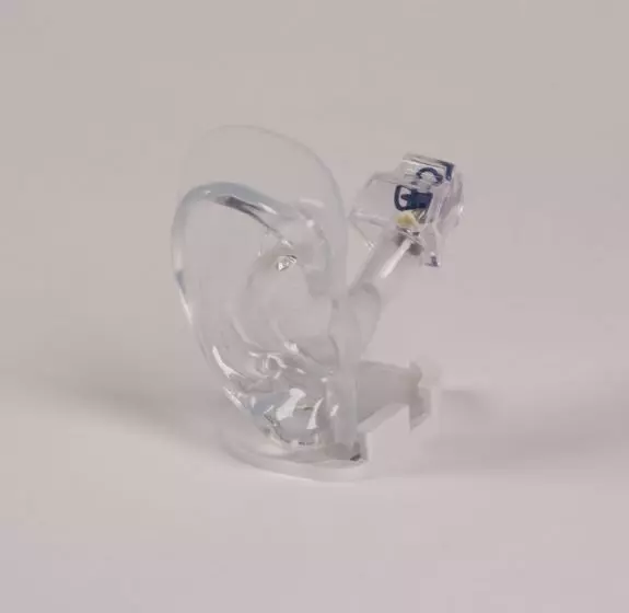Oído humano transparente E133 Erler Zimmer