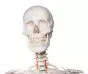 Esqueleto humano Oscar Erler Zimmer sobre soporte con 5 ruedas 