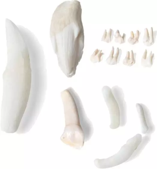 Modelo de dientes de mamíferos T300291 3B Scientific (20 piezas)