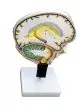 Modelo anatómico del cerebro C77 Erler Zimmer