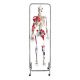 Esqueleto de terapia física 3B scientific W47001