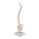 Columna vertebral elástica en miniatura A18/20 3B scientific