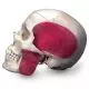 Cráneo combinado transparente/huesos, 8 partes 3B scientific A282