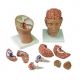 Encéfalo de lujo con arterias en la base de la cabeza, desmontable en 10 piezas 3B - C25