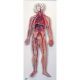 Sistema circulatorio humano 3B scientific - G30