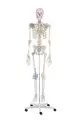 Esqueleto Otto con ligamentos sobre ruedas 3004 Erler Zimmer
