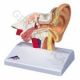 Modelo del oído para el escritorio, 1,5 veces su tamaño natural  3B scientific - E12