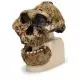 Cráneo antropológico – KNM-ER 406, Omo L. 7a-125 VP755/1 3B scientific
