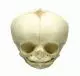 Modelo de cráneo de feto de 34 semanas 4747 Erler Zimmer